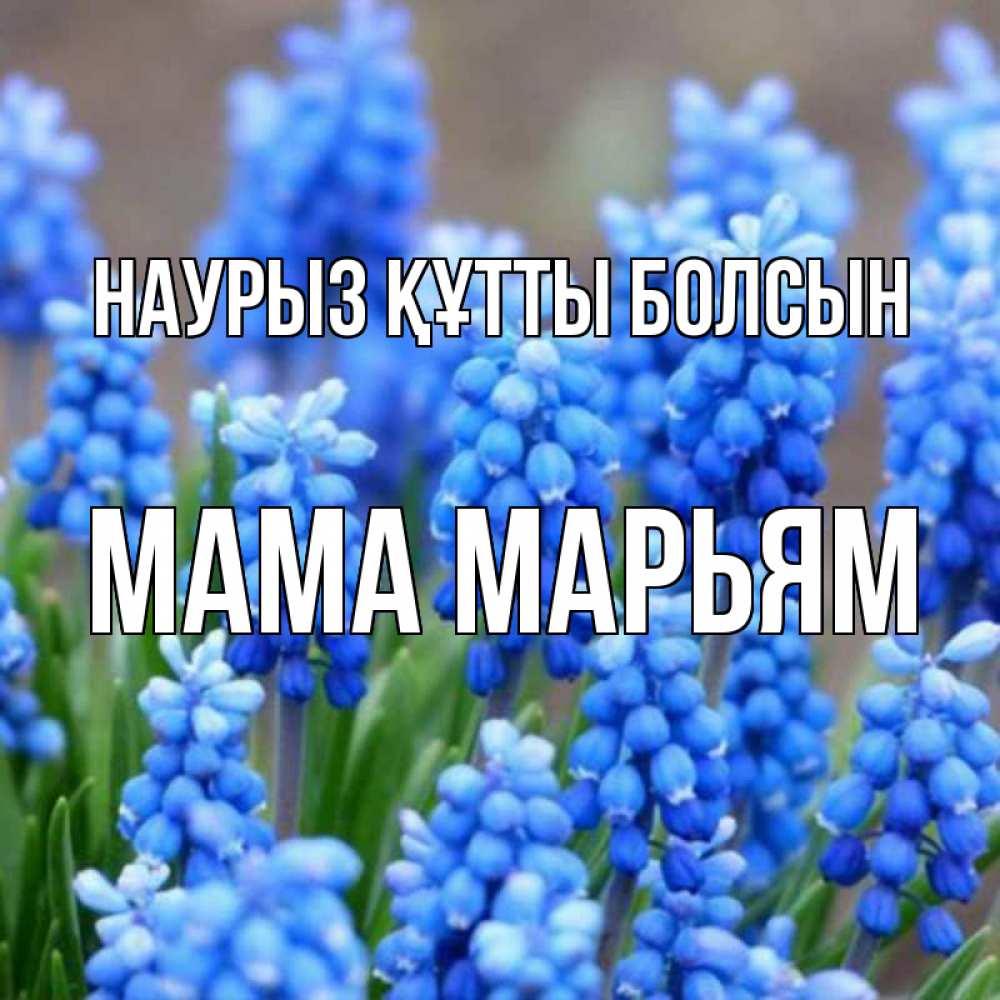 Открытка на каждый день с именем, Мама-Марьям Наурыз құтты болсын Поздравительная открытка для женщин с цветами на праздничную дату Прикольная открытка с пожеланием онлайн скачать бесплатно 