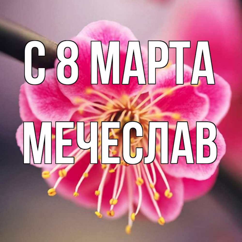 Открытка на каждый день с именем, Мечеслав С 8 марта цветы Прикольная открытка с пожеланием онлайн скачать бесплатно 