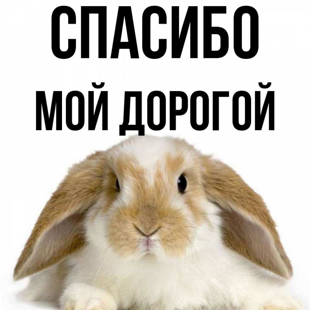 Открытка на каждый день с именем, Мой-дорогой Спасибо коричнево белый заяц Прикольная открытка с пожеланием онлайн скачать бесплатно 