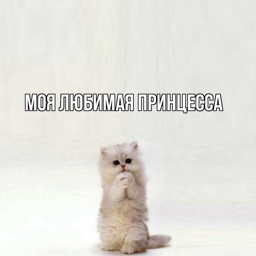 Открытка на каждый день с именем, Моя-Любимая-Принцесса Главная грустный кот Прикольная открытка с пожеланием онлайн скачать бесплатно 