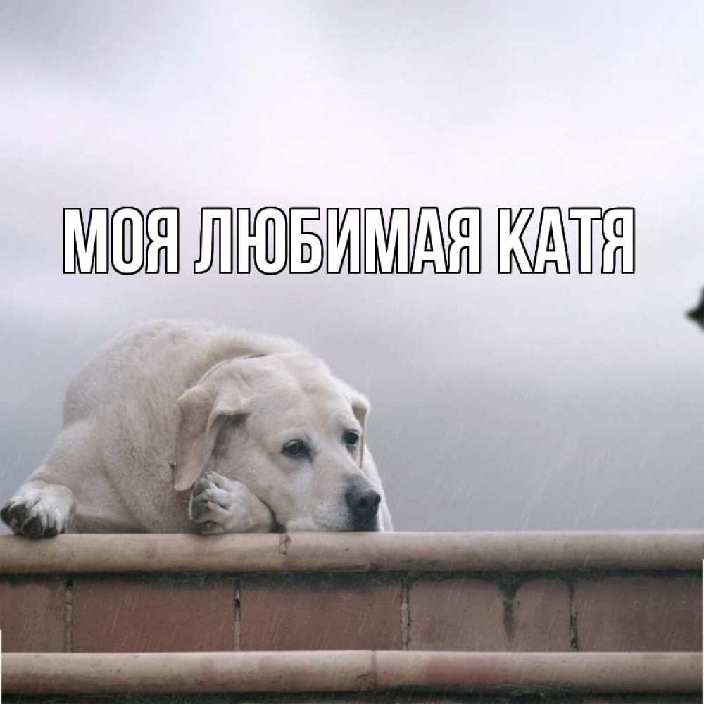 Открытка на каждый день с именем, Моя-любимая-Катя Главная белый пес 1 Прикольная открытка с пожеланием онлайн скачать бесплатно 