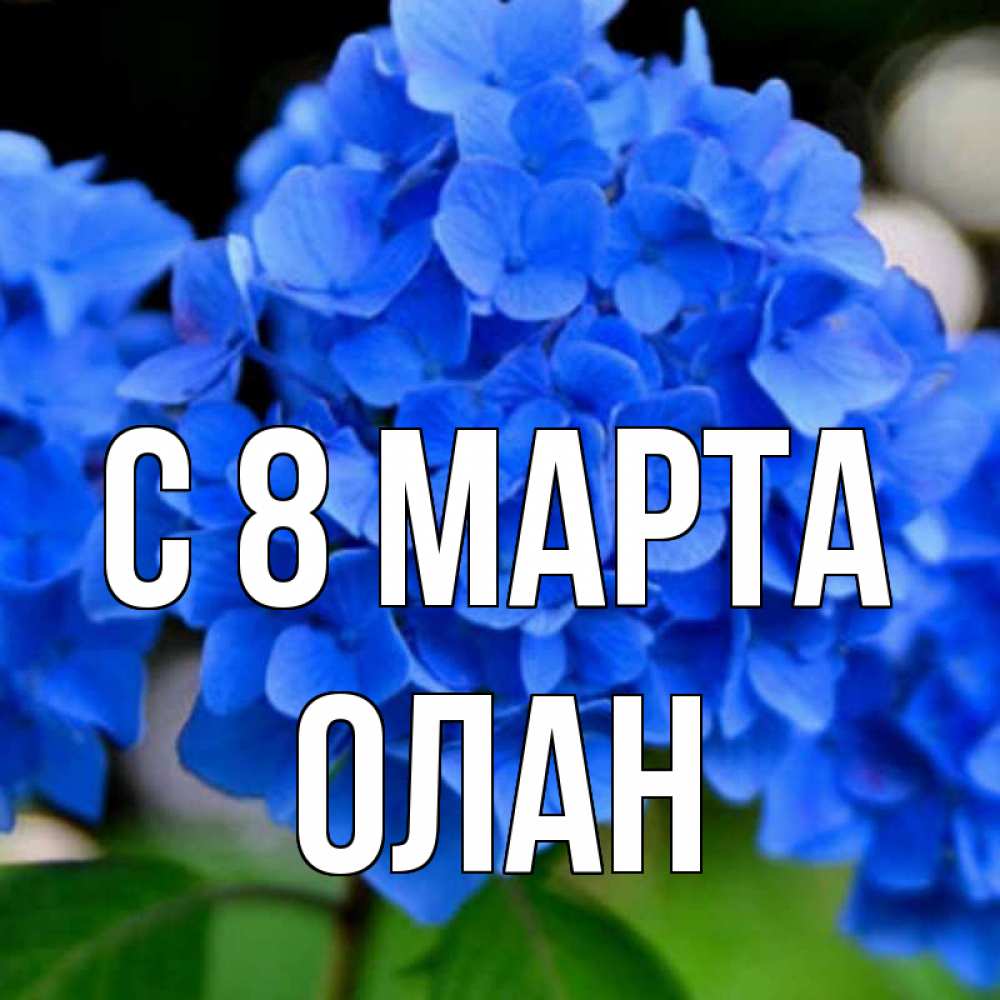Открытка на каждый день с именем, Олан С 8 МАРТА синие цветы Прикольная открытка с пожеланием онлайн скачать бесплатно 