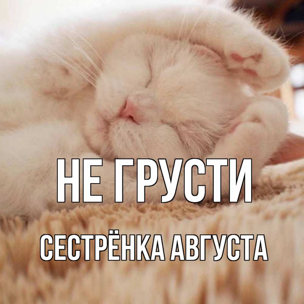 Открытка на каждый день с именем, Сестрёнка-Августа Не грусти белый кот Прикольная открытка с пожеланием онлайн скачать бесплатно 