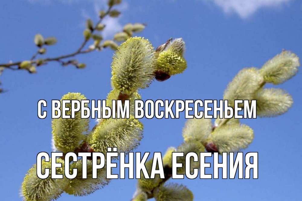 Открытка на каждый день с именем, Сестрёнка-Есения С вербным воскресеньем верба Прикольная открытка с пожеланием онлайн скачать бесплатно 