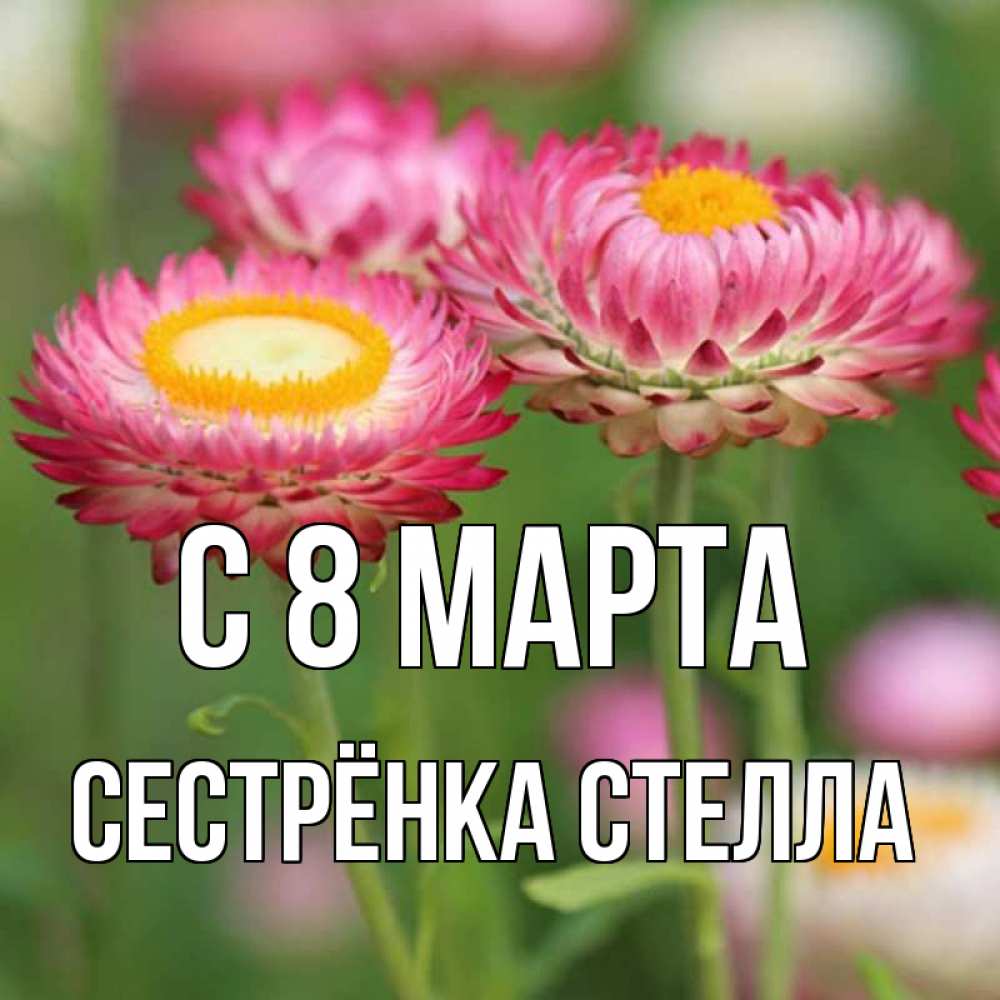 Открытка на каждый день с именем, Сестрёнка-Стелла С 8 МАРТА подарок на международный женский день Прикольная открытка с пожеланием онлайн скачать бесплатно 