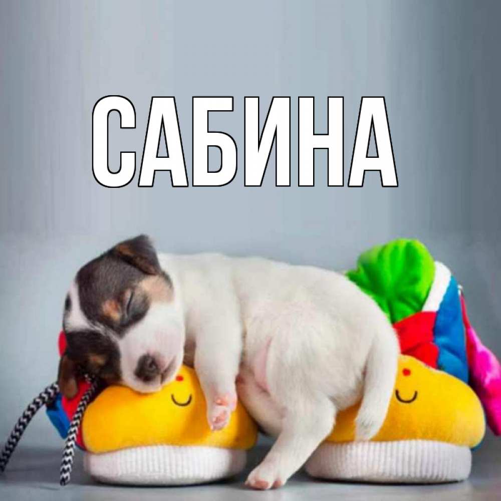 Открытка на каждый день с именем, Сабина Главная собачка Прикольная открытка с пожеланием онлайн скачать бесплатно 