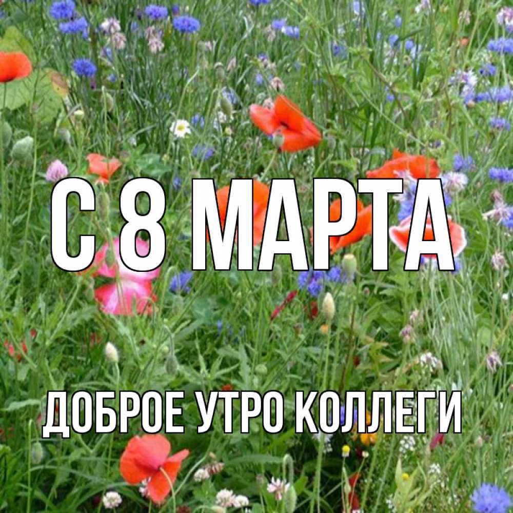 Открытка на каждый день с именем, Доброе-утро-Коллеги С 8 марта международный женский день 4 Прикольная открытка с пожеланием онлайн скачать бесплатно 