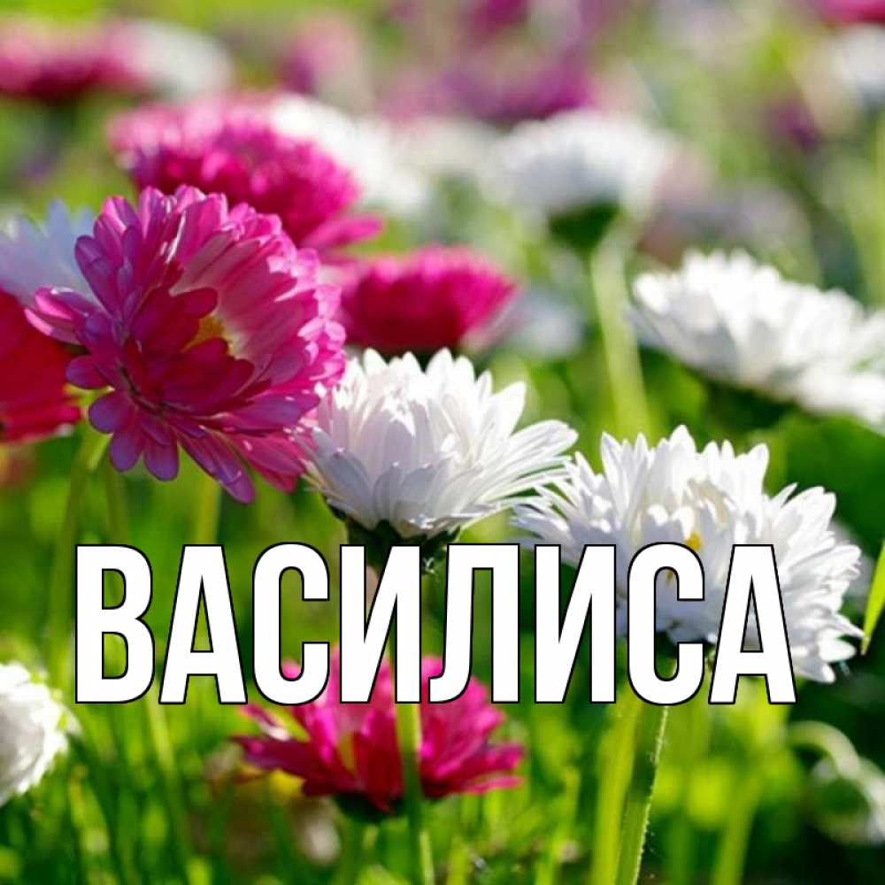 Именины василисы картинки