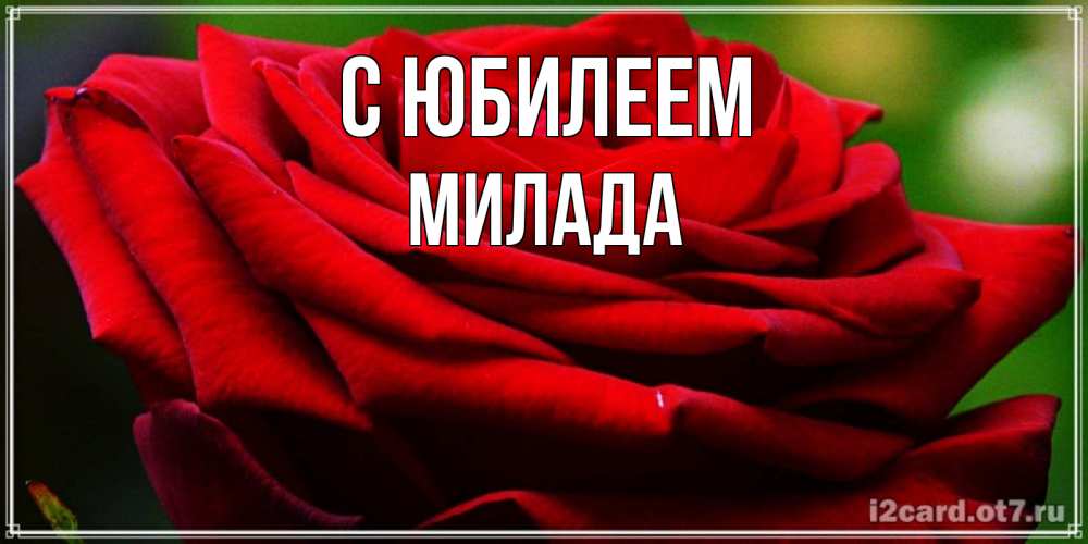 Открытка на каждый день с именем, Милада С юбилеем розочка очень красивая Прикольная открытка с пожеланием онлайн скачать бесплатно 