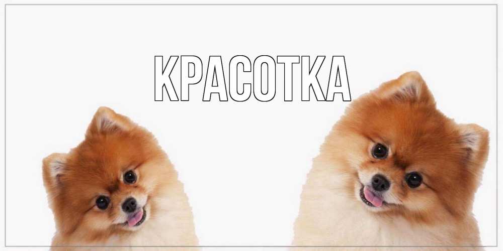 Открытка на каждый день с именем, красотка Главная собачки желают прекрасного дня Прикольная открытка с пожеланием онлайн скачать бесплатно 