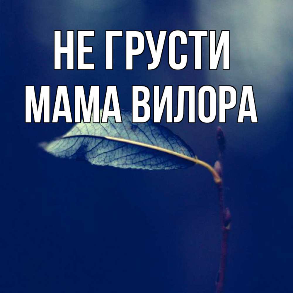 Открытка на каждый день с именем, Мама-Вилора Не грусти растение Прикольная открытка с пожеланием онлайн скачать бесплатно 