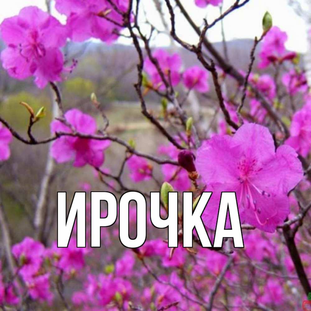 Картинка  с именем , ирочка