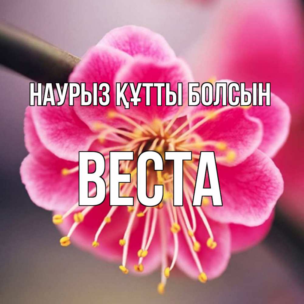 Открытка на каждый день с именем, Веста Наурыз құтты болсын цветы Прикольная открытка с пожеланием онлайн скачать бесплатно 