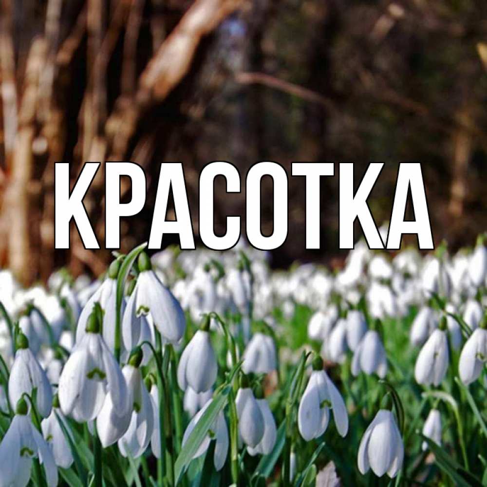 Открытка на каждый день с именем, красотка Главная с подснежниками 1 Прикольная открытка с пожеланием онлайн скачать бесплатно 