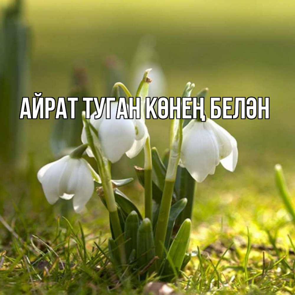 Открытка на каждый день с именем, Айрат-туган-көнең-белән Главная ранние цветы 2 Прикольная открытка с пожеланием онлайн скачать бесплатно 
