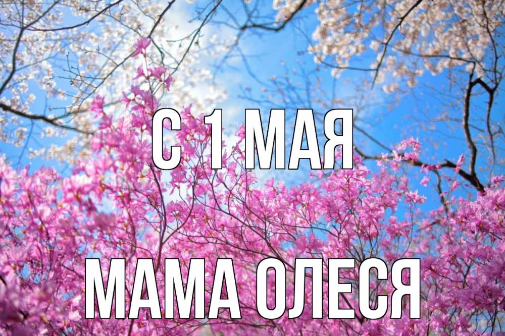 Открытка на каждый день с именем, Мама-Олеся С 1 мая С 1 мая Прикольная открытка с пожеланием онлайн скачать бесплатно 
