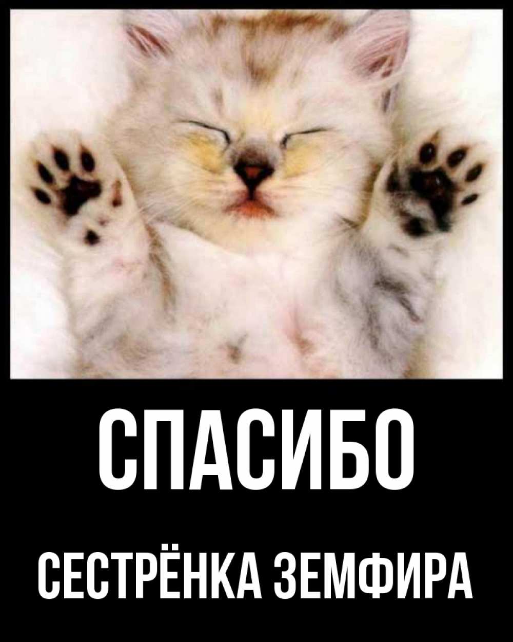 Открытка на каждый день с именем, Сестрёнка-Земфира Спасибо маленький котенок Прикольная открытка с пожеланием онлайн скачать бесплатно 
