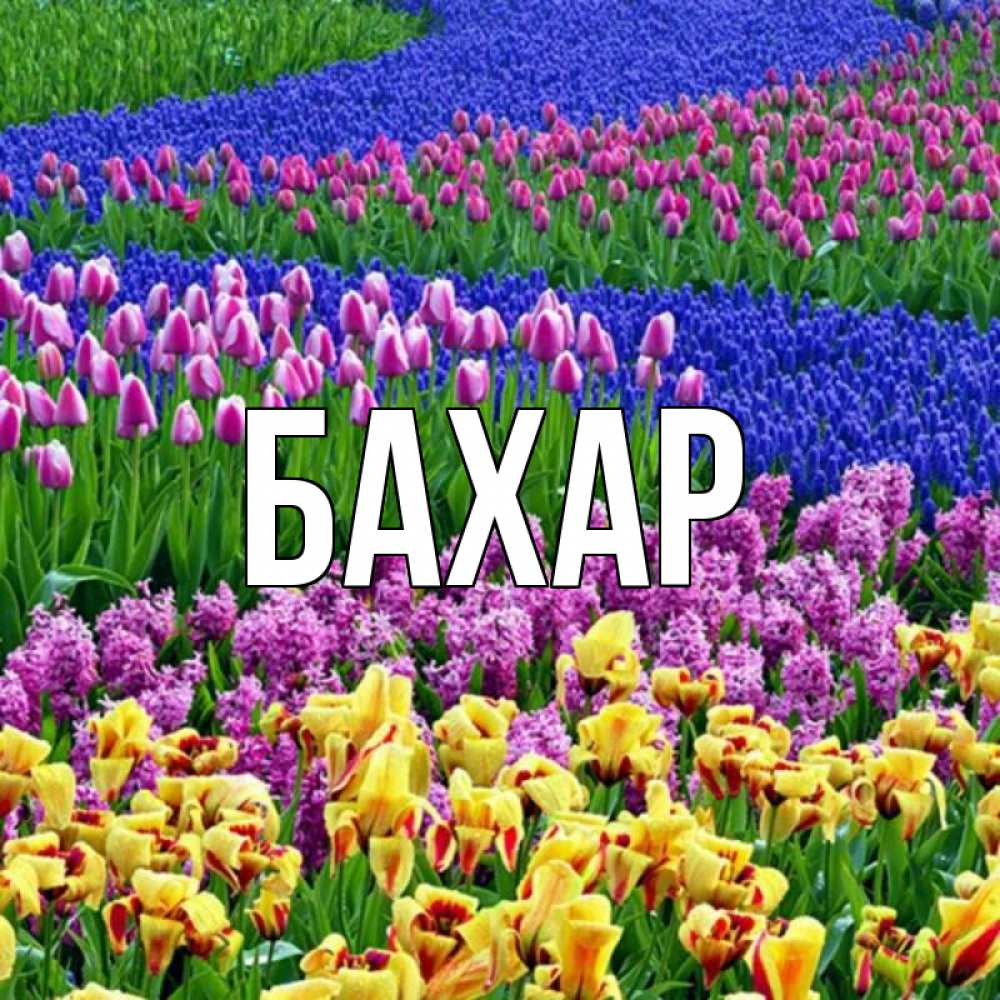 Открытка на каждый день с именем, Бахар Главная цветы Прикольная открытка с пожеланием онлайн скачать бесплатно 