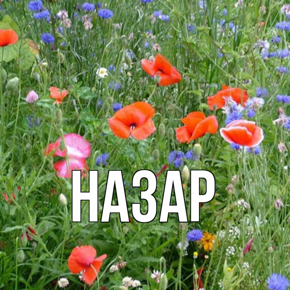 Открытка на каждый день с именем, Назар Главная международный женский день 4 Прикольная открытка с пожеланием онлайн скачать бесплатно 