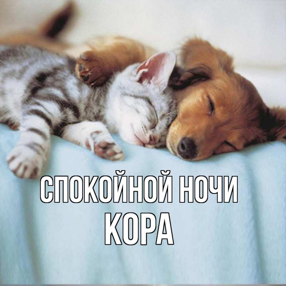 Открытка на каждый день с именем, Кора Спокойной ночи с животными Прикольная открытка с пожеланием онлайн скачать бесплатно 