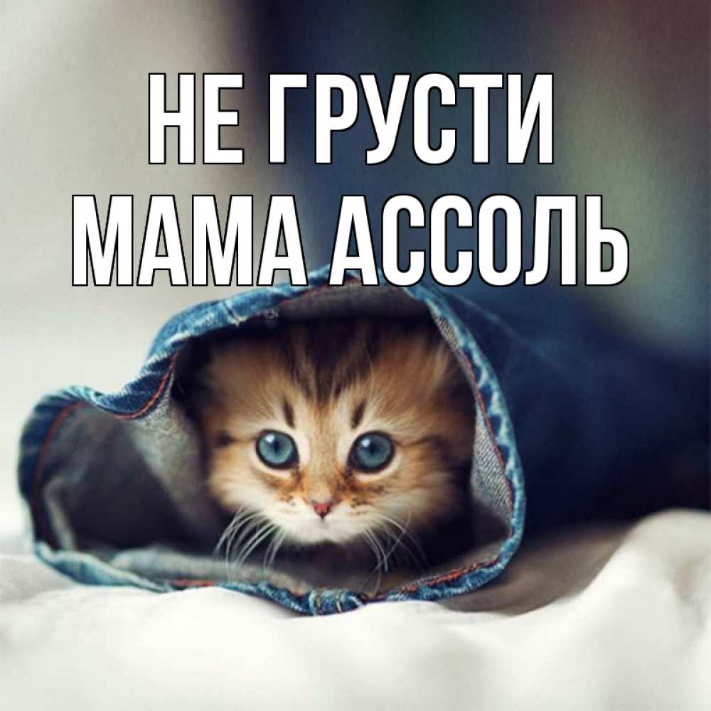 Открытка на каждый день с именем, Мама-Ассоль Не грусти кот в одежде Прикольная открытка с пожеланием онлайн скачать бесплатно 
