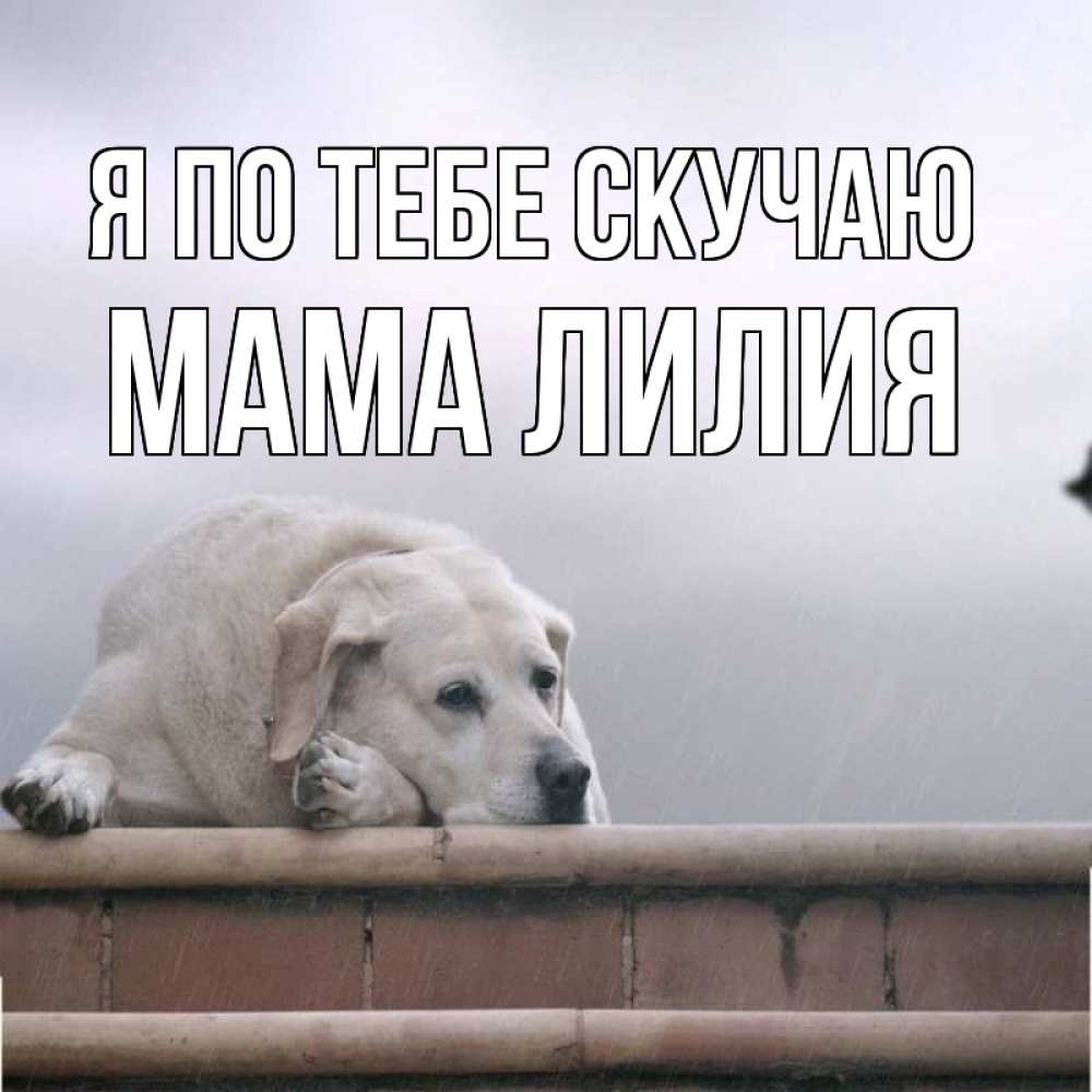 Открытка на каждый день с именем, Мама-Лилия Я по тебе скучаю ждет Прикольная открытка с пожеланием онлайн скачать бесплатно 