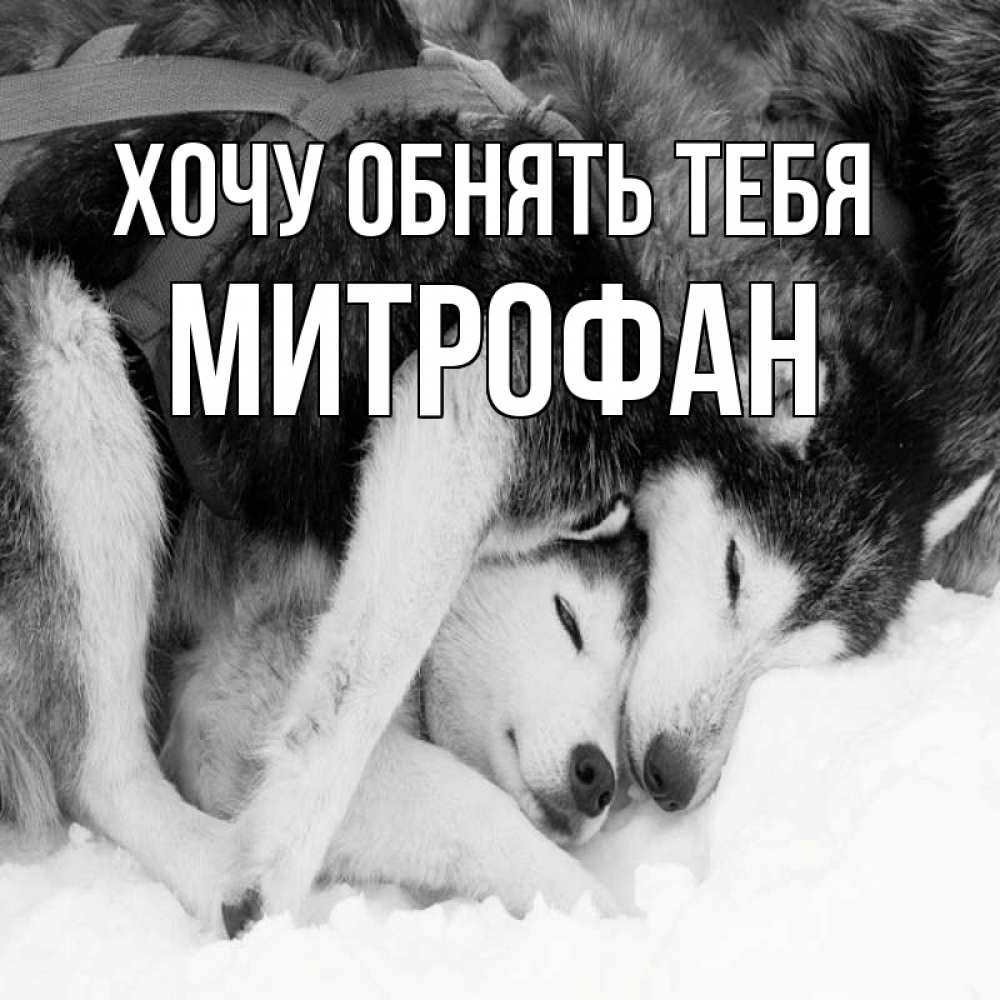 Открытка на каждый день с именем, Митрофан Хочу обнять тебя собачки в упряжке Прикольная открытка с пожеланием онлайн скачать бесплатно 