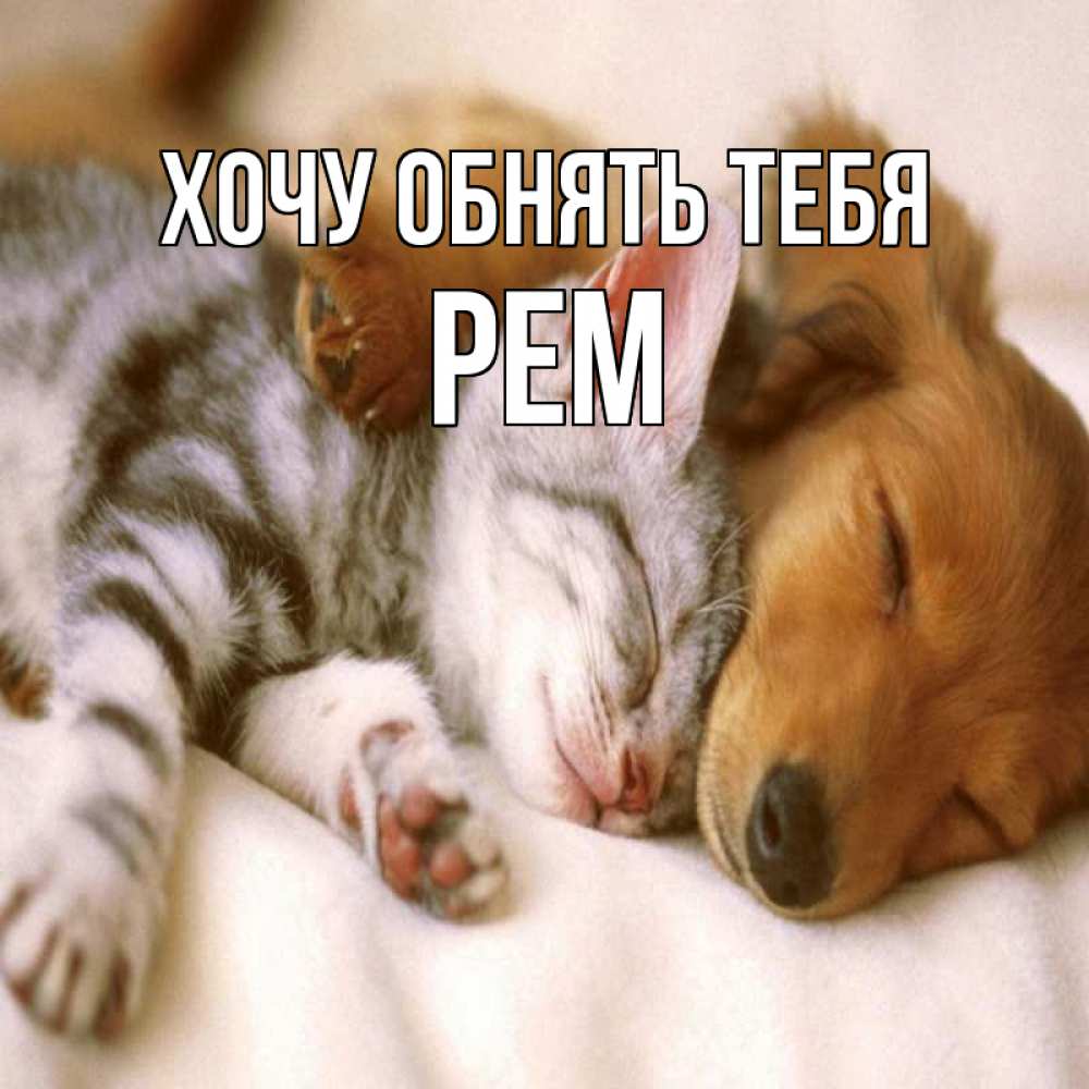 Открытка на каждый день с именем, Рем Хочу обнять тебя пес и котенок Прикольная открытка с пожеланием онлайн скачать бесплатно 