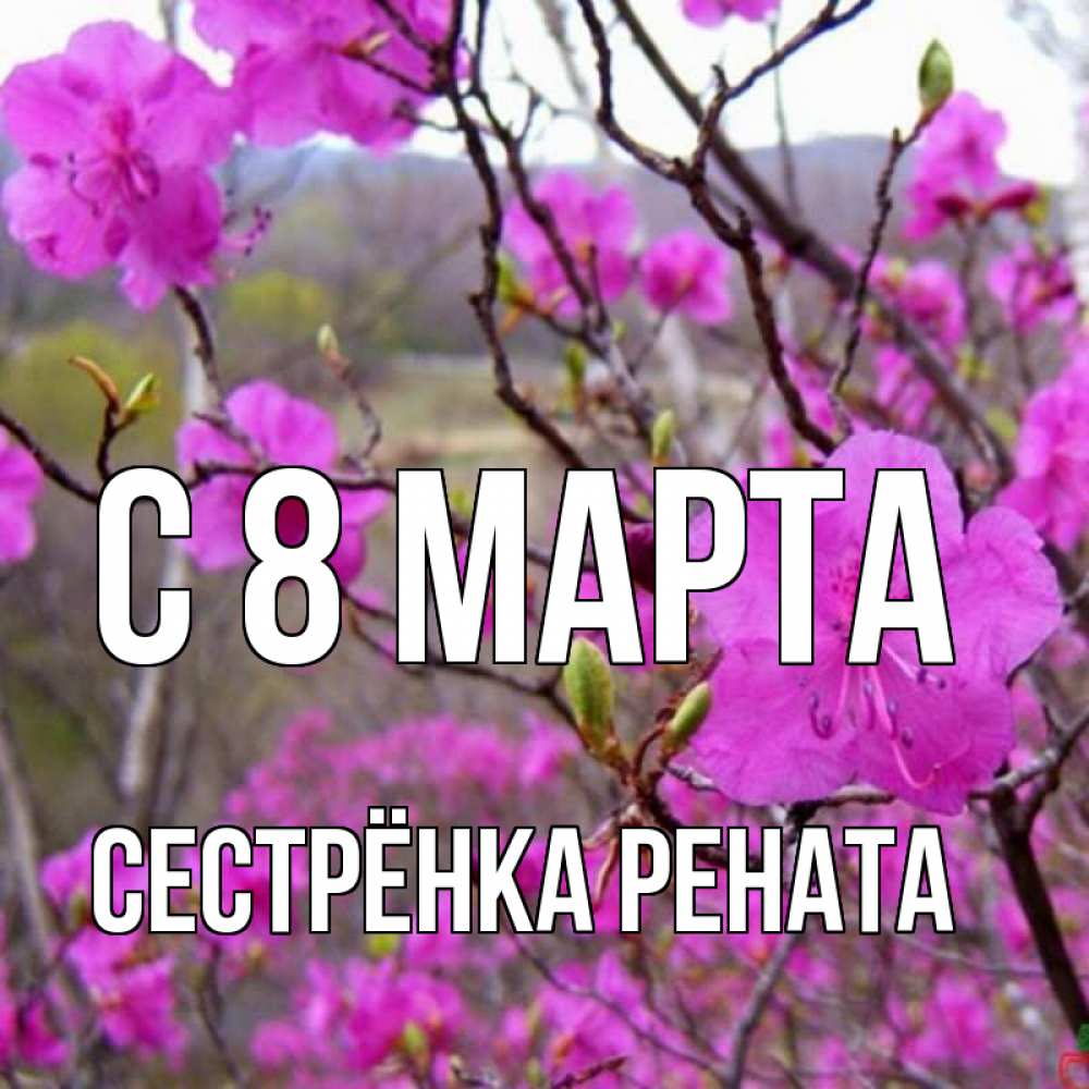 Открытка на каждый день с именем, Сестрёнка-Рената С 8 марта международный женский день Прикольная открытка с пожеланием онлайн скачать бесплатно 