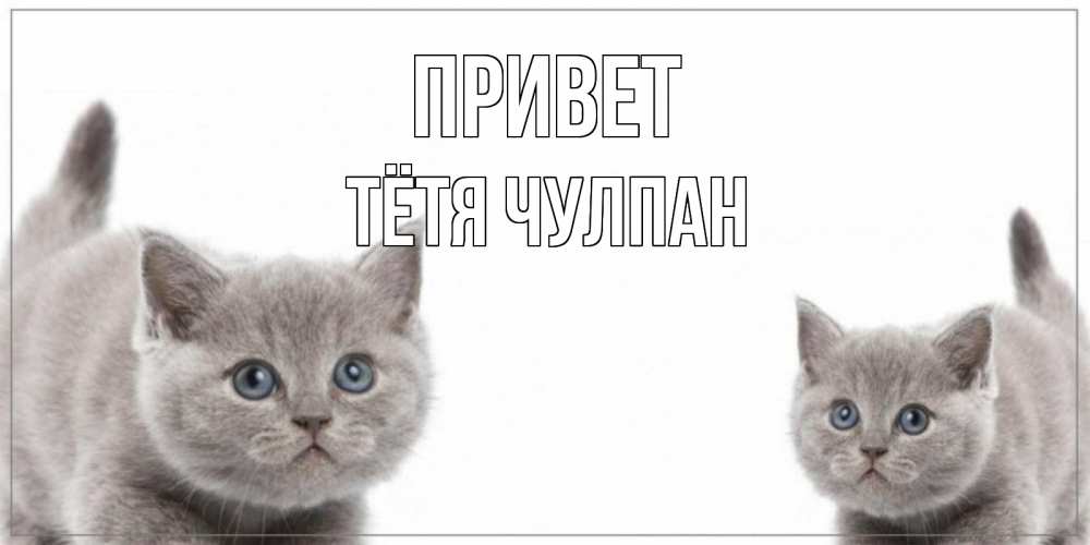 Открытка на каждый день с именем, Тётя-Чулпан Привет коты Прикольная открытка с пожеланием онлайн скачать бесплатно 