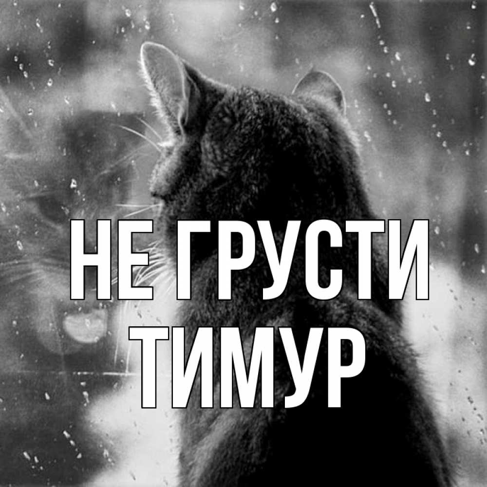 Открытка на каждый день с именем, Тимур Не грусти отражение кота 1 Прикольная открытка с пожеланием онлайн скачать бесплатно 