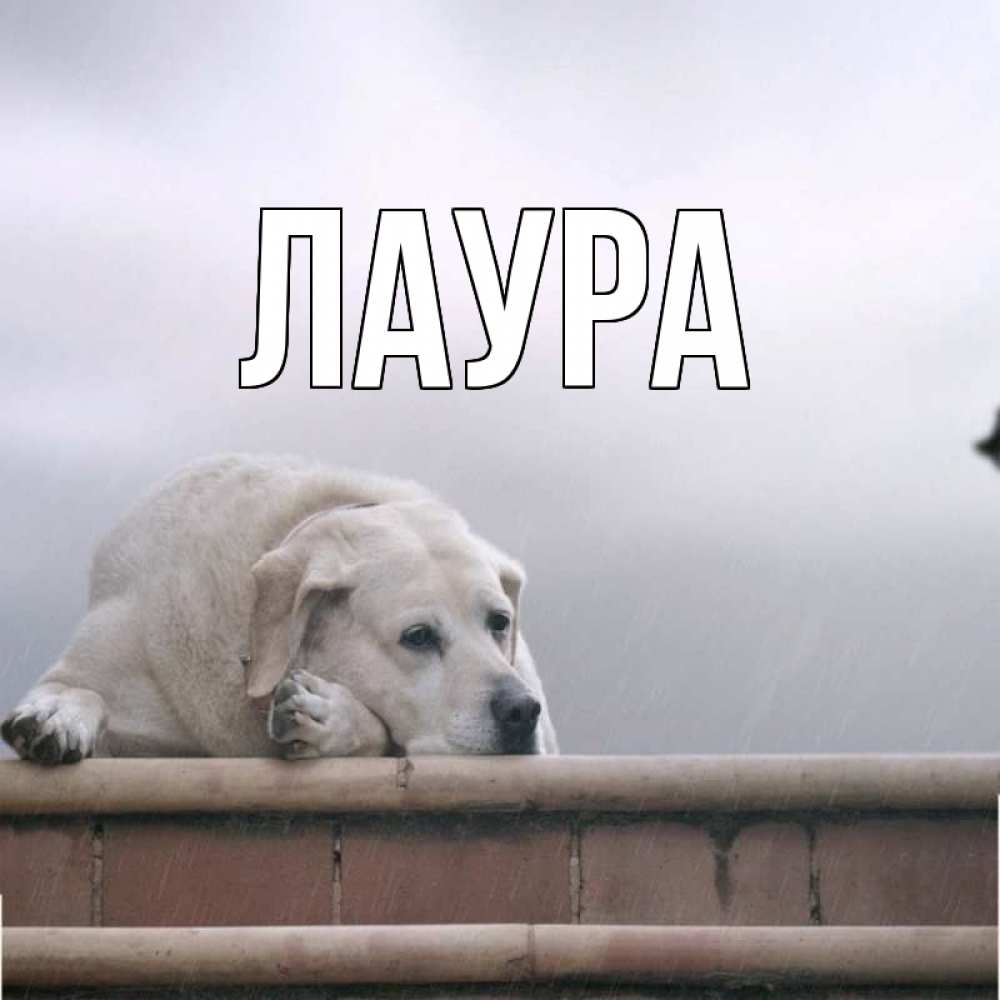 Картинка  с именем , Лаура