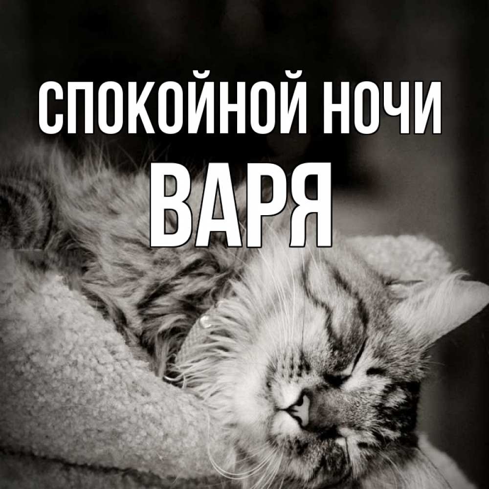 Открытка на каждый день с именем, Варя Спокойной ночи котярик пушистый Прикольная открытка с пожеланием онлайн скачать бесплатно 