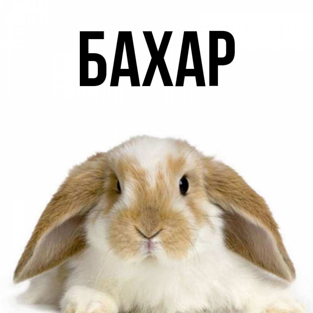 Картинка  с именем , Бахар