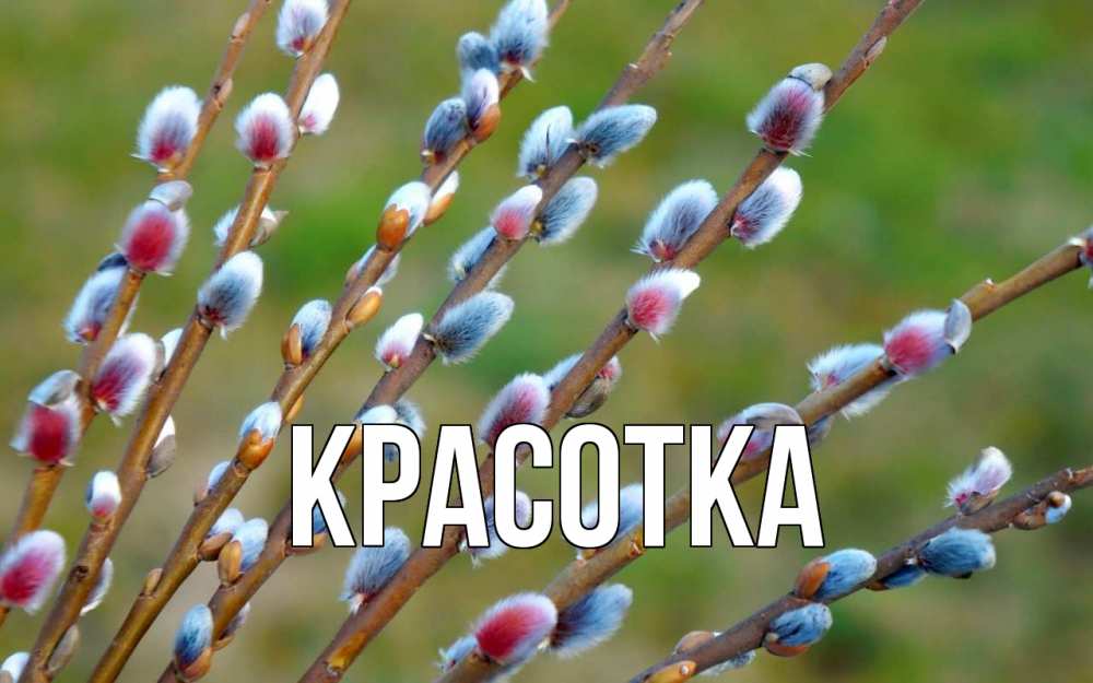 Открытка на каждый день с именем, красотка Главная верба Прикольная открытка с пожеланием онлайн скачать бесплатно 