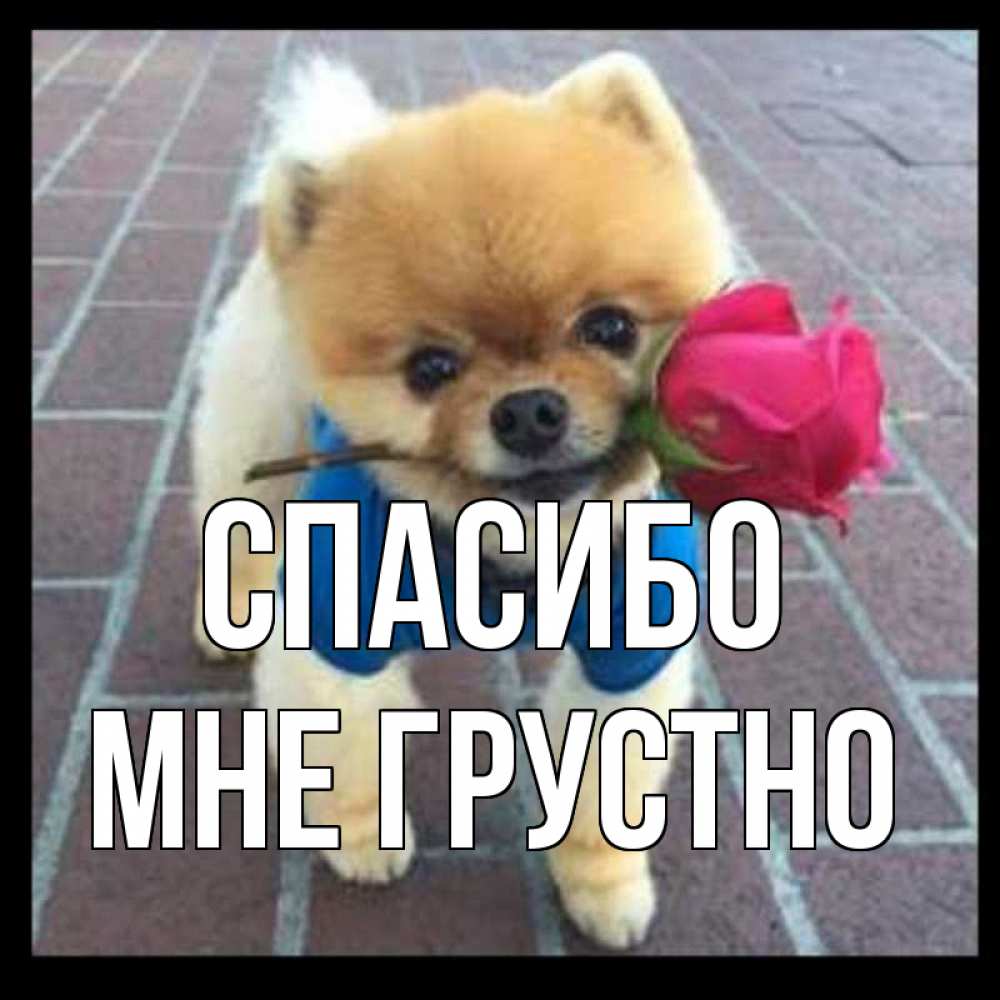 Открытка на каждый день с именем, Мне-грустно Спасибо спасибо и дарю тебе цветок Прикольная открытка с пожеланием онлайн скачать бесплатно 