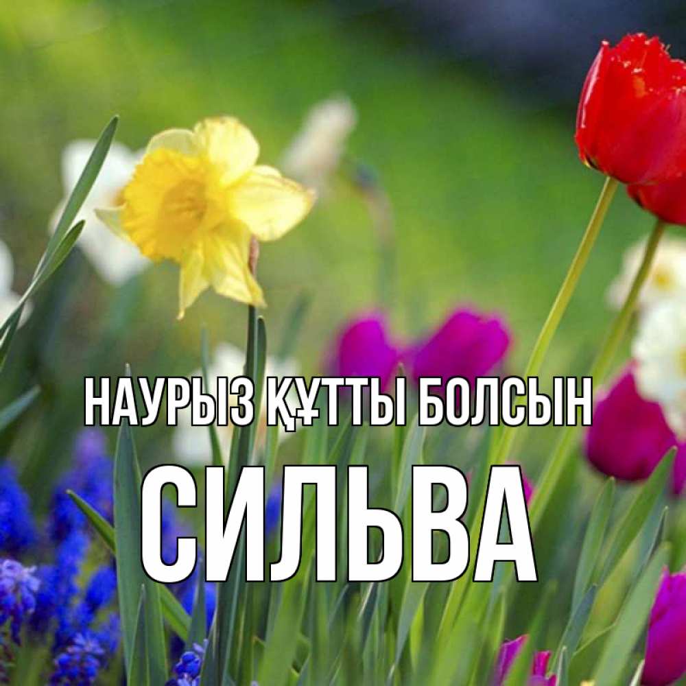 Открытка на каждый день с именем, Сильва Наурыз құтты болсын наурыз  3 открытки Прикольная открытка с пожеланием онлайн скачать бесплатно 