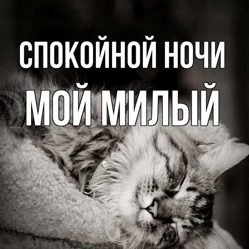 Спокойной ночи мой котик