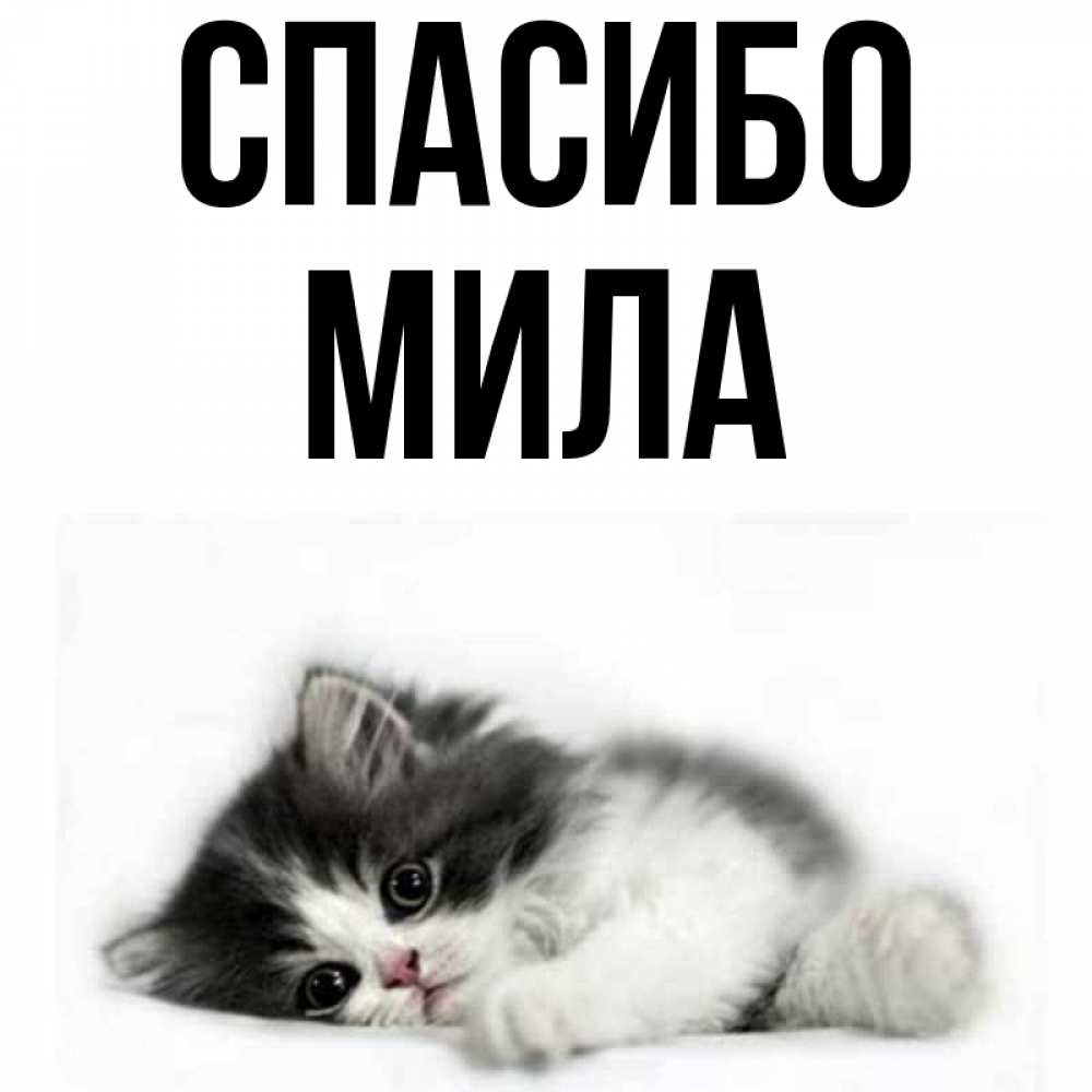 Полное имя милы. Имя Мила. Картинки с именем Мила. Мила имя надпись. Обои с именем Мила.