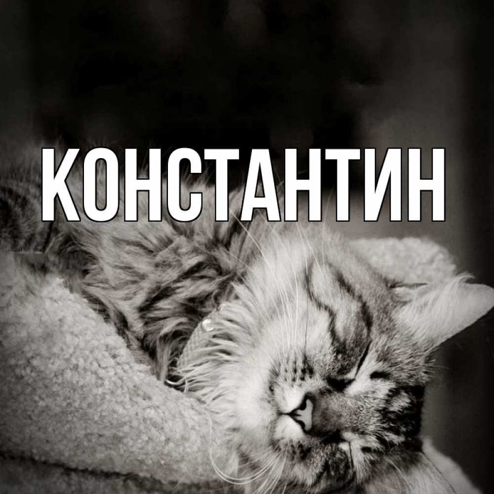 Открытка на каждый день с именем, Константин Главная котярик пушистый Прикольная открытка с пожеланием онлайн скачать бесплатно 