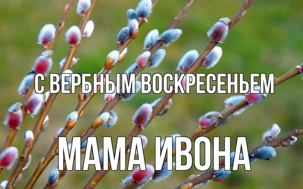 Открытка на каждый день с именем, Мама-Ивона С вербным воскресеньем верба Прикольная открытка с пожеланием онлайн скачать бесплатно 