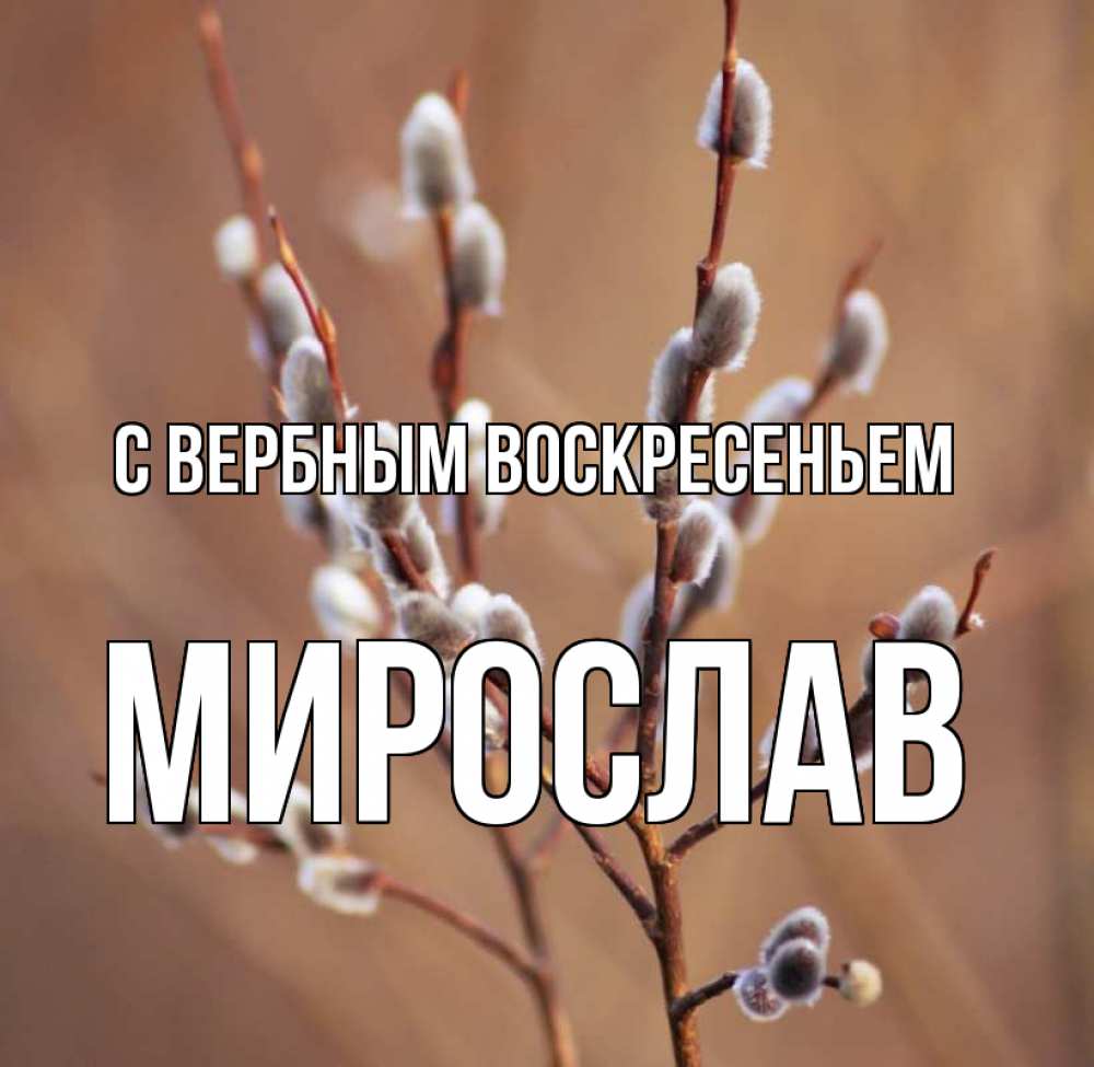Открытка на каждый день с именем, Мирослав С вербным воскресеньем верба Прикольная открытка с пожеланием онлайн скачать бесплатно 