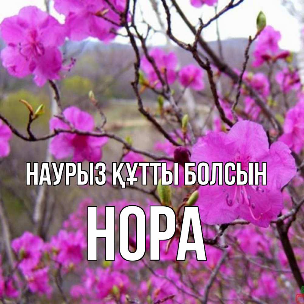 Открытка на каждый день с именем, Нора Наурыз құтты болсын наурыз мейрамы кутты болсын Прикольная открытка с пожеланием онлайн скачать бесплатно 