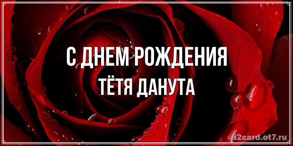 Открытка на каждый день с именем, Тётя-Данута С днем рождения крупная бордовая роза Прикольная открытка с пожеланием онлайн скачать бесплатно 