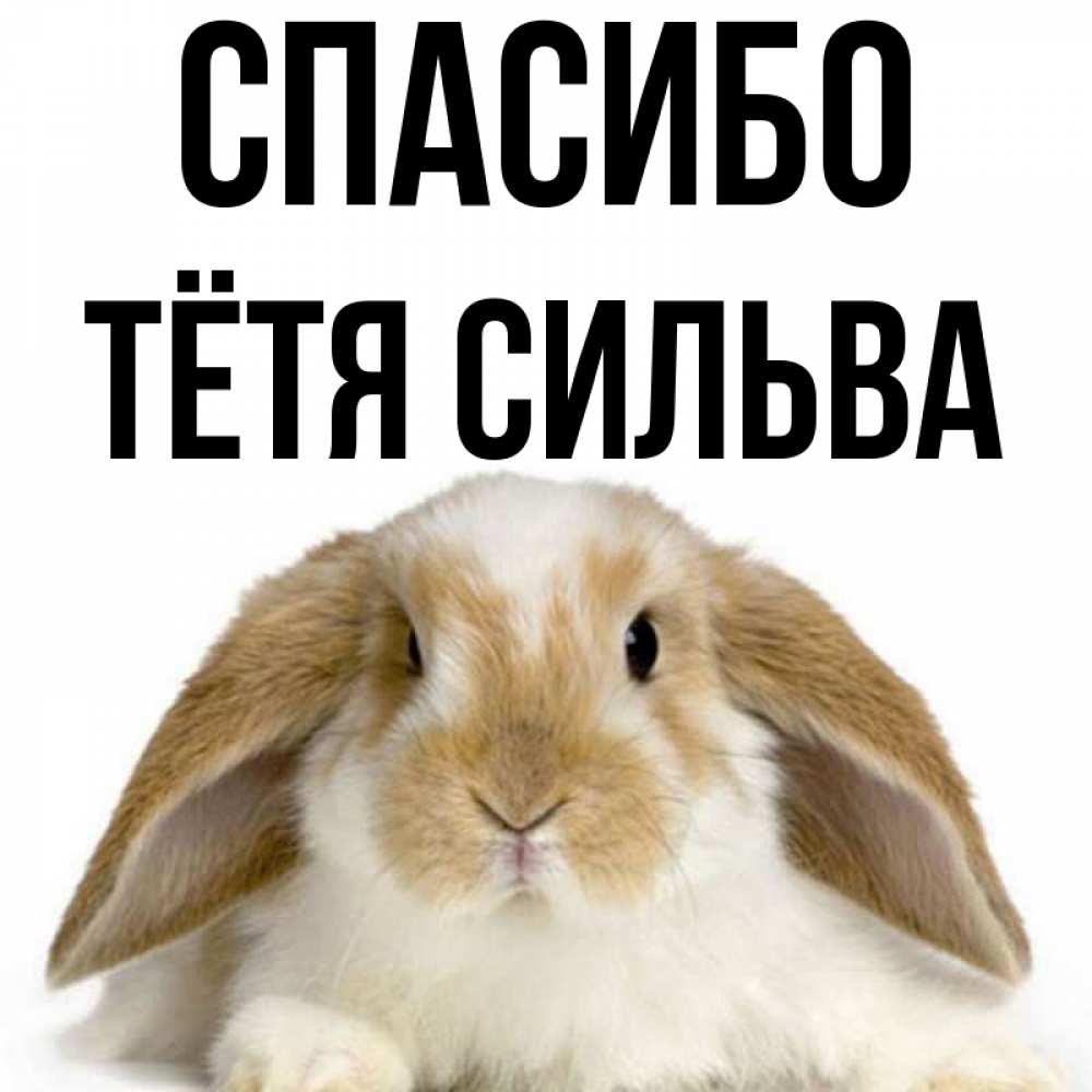 Открытка на каждый день с именем, Тётя-Сильва Спасибо коричнево белый заяц Прикольная открытка с пожеланием онлайн скачать бесплатно 
