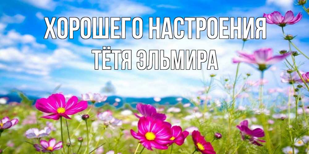 Открытка на каждый день с именем, Тётя-Эльмира Хорошего настроения поле цветов Прикольная открытка с пожеланием онлайн скачать бесплатно 