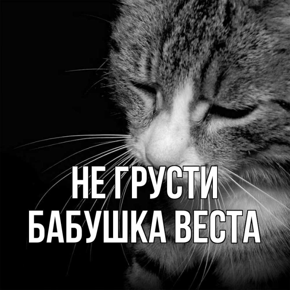 Открытка на каждый день с именем, Бабушка-Веста Не грусти грустный котик Прикольная открытка с пожеланием онлайн скачать бесплатно 