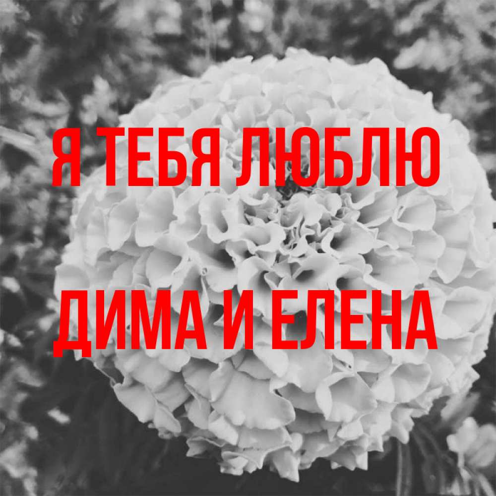 Открытка на каждый день с именем, Дима-и-Елена Я тебя люблю подпись Прикольная открытка с пожеланием онлайн скачать бесплатно 