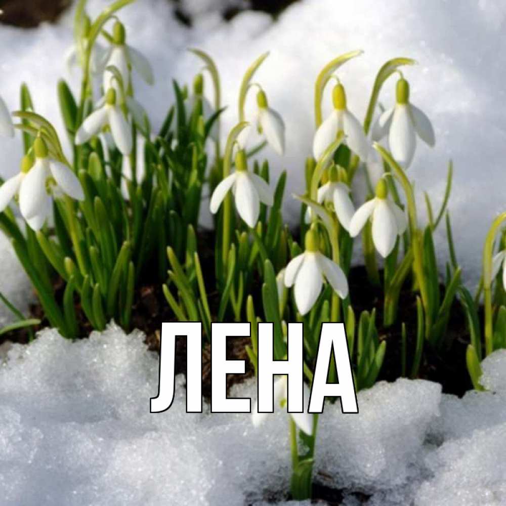 Открытка на каждый день с именем, Лена Главная цветы весенние Прикольная открытка с пожеланием онлайн скачать бесплатно 