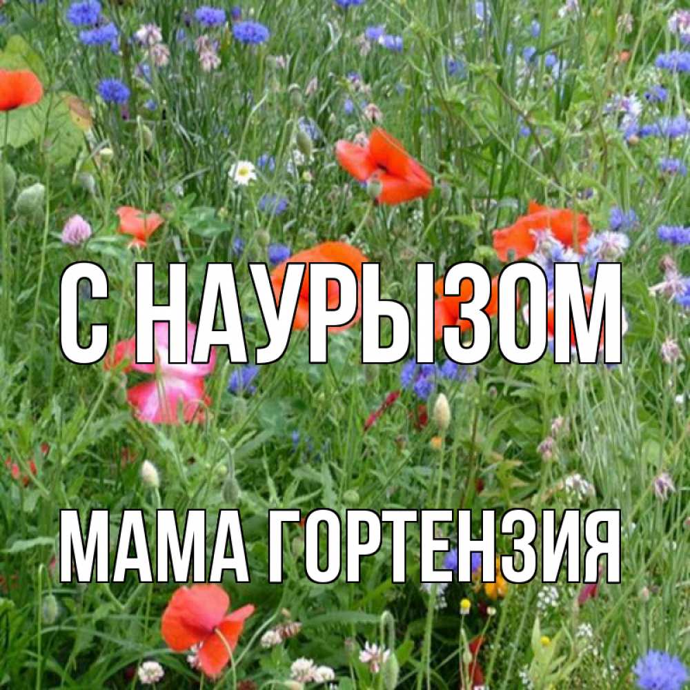 Открытка на каждый день с именем, Мама-Гортензия С наурызом праздник весны наурыз супер открытка Прикольная открытка с пожеланием онлайн скачать бесплатно 